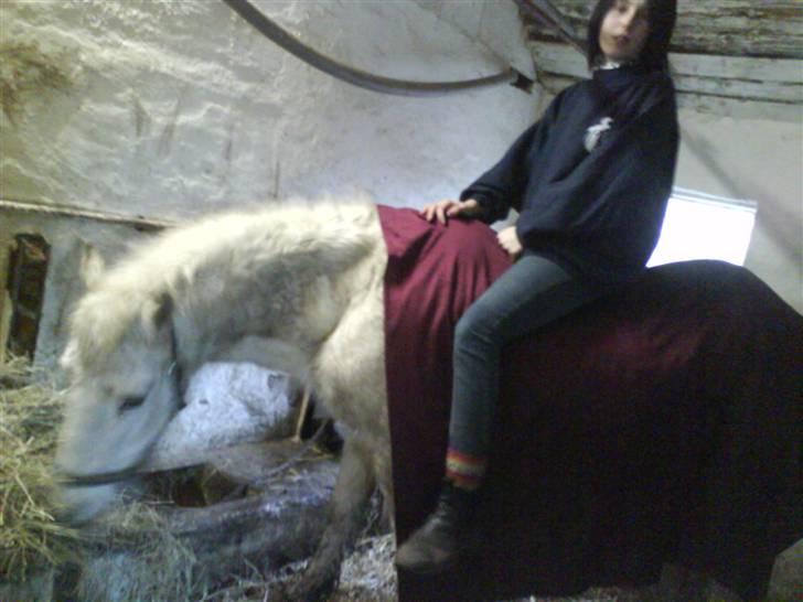 Anden særlig race Feline - Pernille på Feline d 3/1-09 :D billede 6