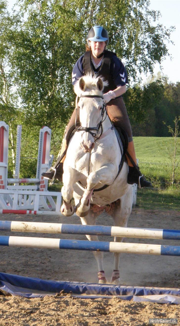 Knabstrupper Coco's J'aime La Vie MIN - Mig og Coco springer 90cm<333 billede 12