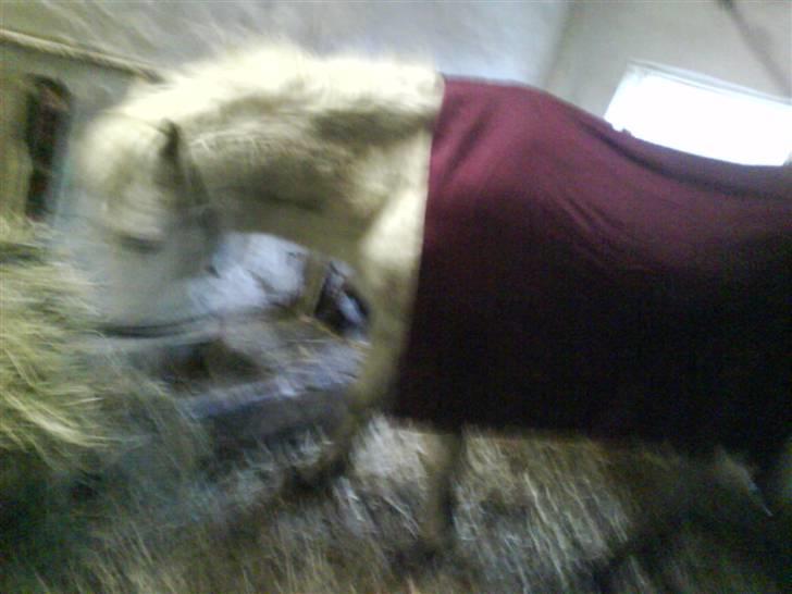 Anden særlig race Feline - Feline med Freja´s tæppe!   sorry den dårlige kvalitet! billede 7