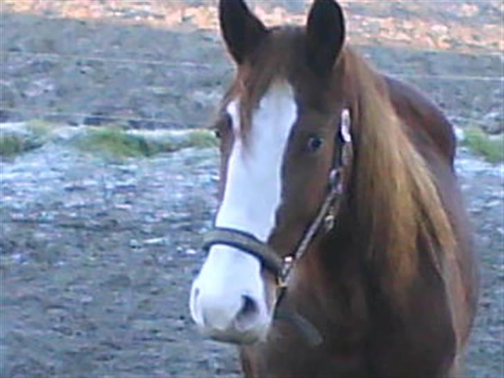Anden særlig race Laika  (passer) - Jeg stå lige her og er nuttet. billede 11