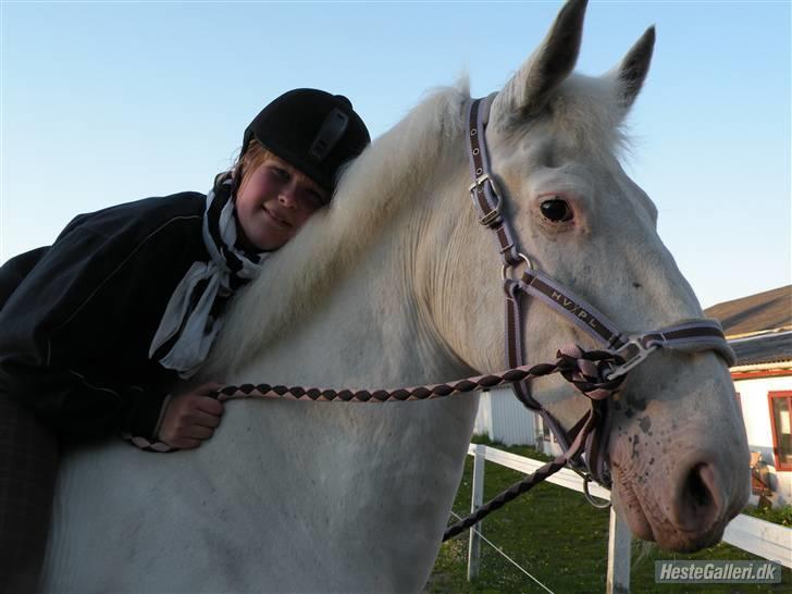 Knabstrupper Coco's J'aime La Vie MIN - På hende 20 års fødselsdag<333 billede 14