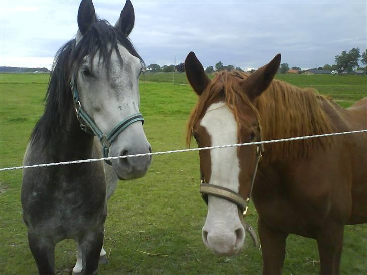 Anden særlig race Laika  (passer) - Bedstevenner.. billede 12