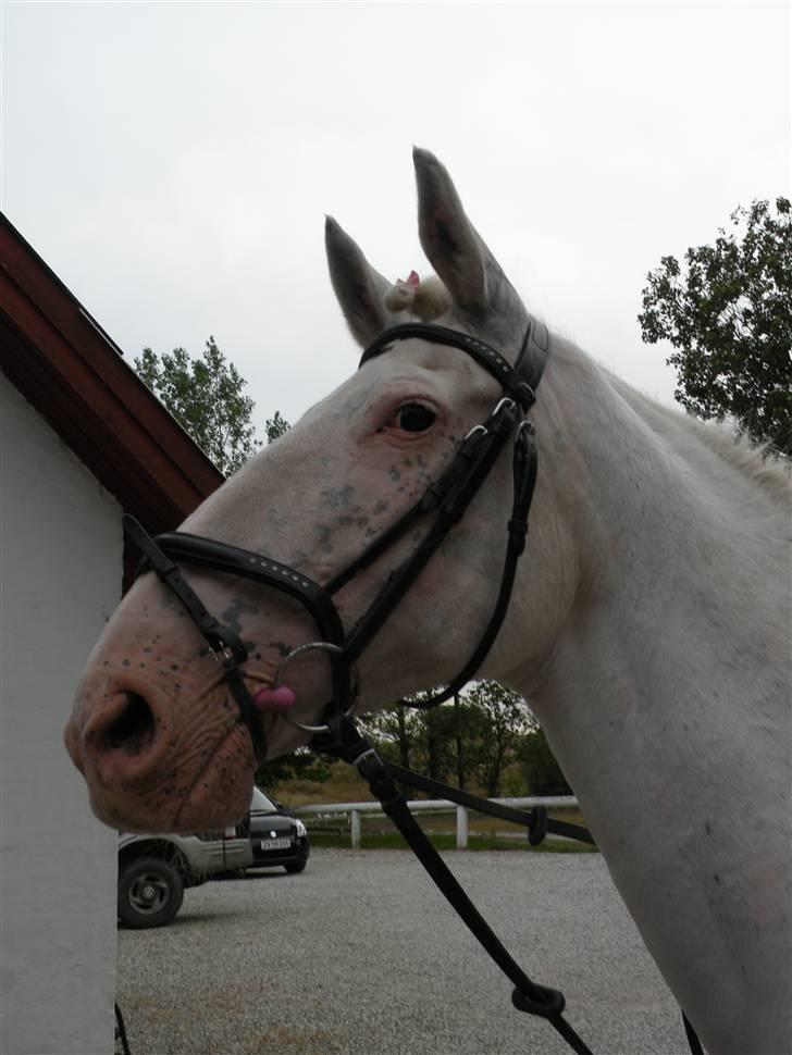 Knabstrupper Coco's J'aime La Vie MIN billede 15