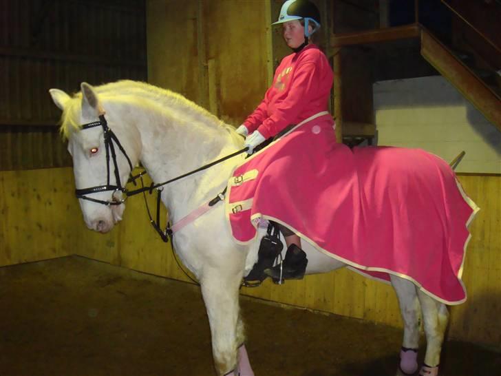 Knabstrupper Coco's J'aime La Vie MIN - My Pink Lady<333 billede 16