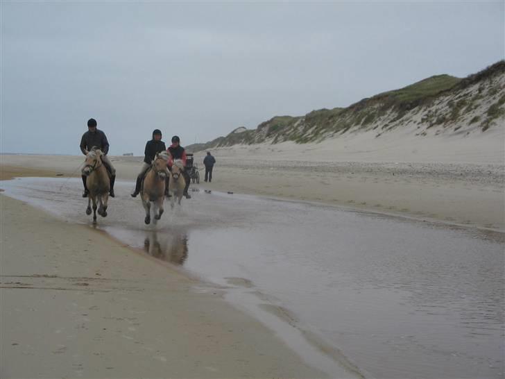 Fjordhest frida<3 - frida og rosa i fuld gallop frida til venstre billede 5