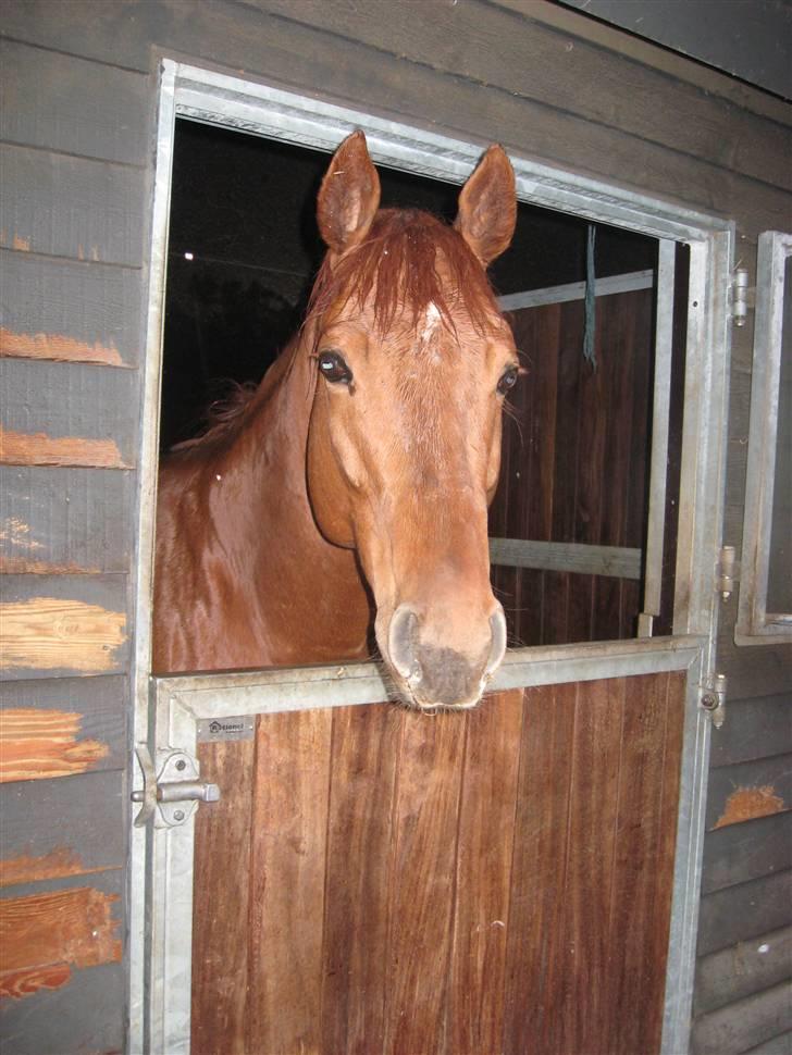 Fuldblod (XX) action time (Flyttet) billede 1