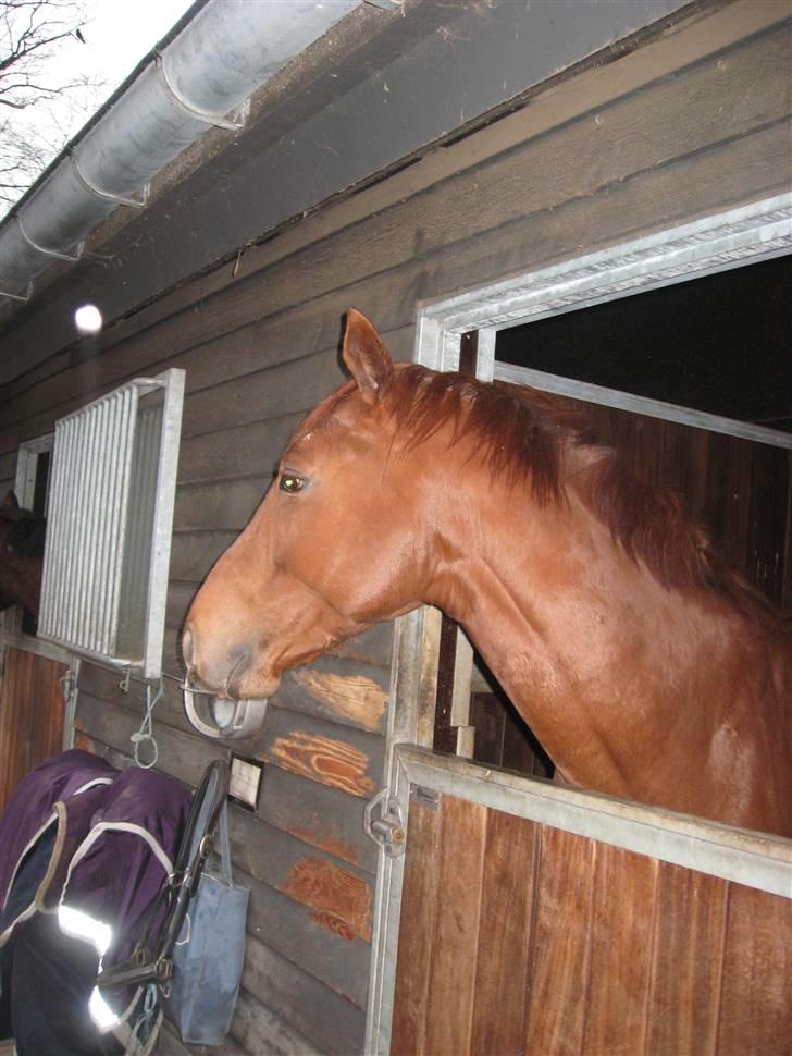 Fuldblod (XX) action time (Flyttet) billede 2