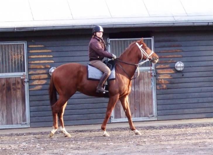 Fuldblod (XX) action time (Flyttet) billede 3