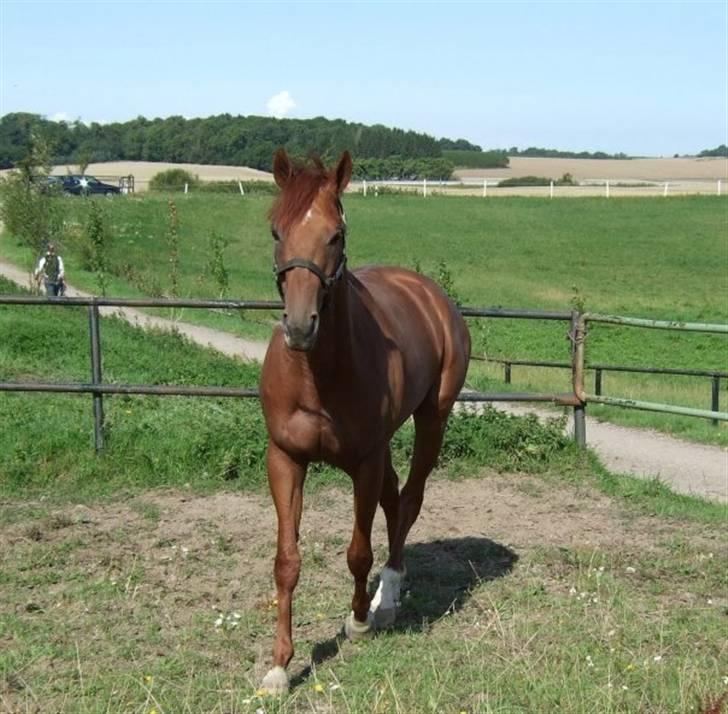 Fuldblod (XX) action time (Flyttet) billede 5