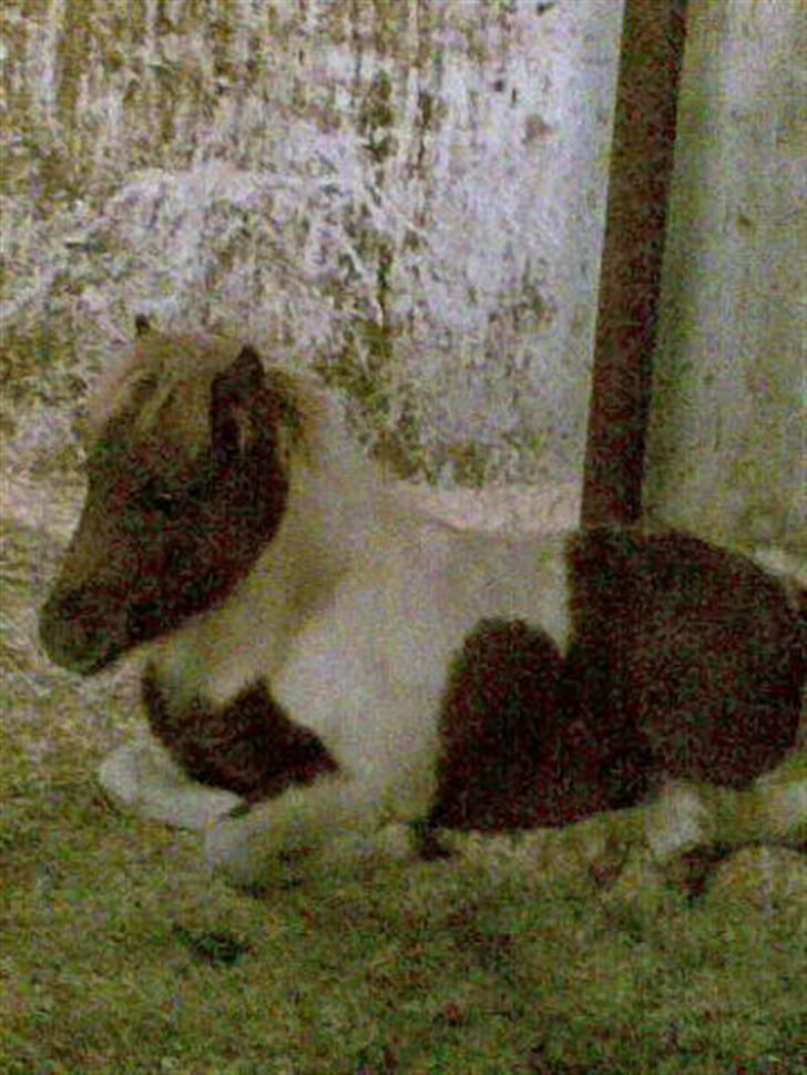 Shetlænder Hjøllundgårds Camelot - Næsten lige kommet til sit nye hjem billede 10