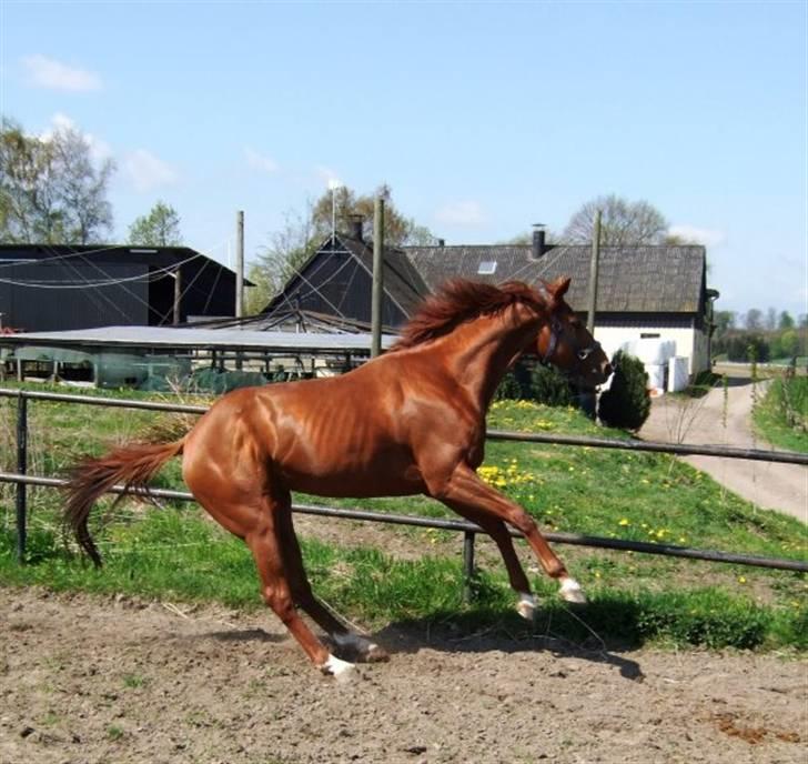 Fuldblod (XX) action time (Flyttet) billede 7