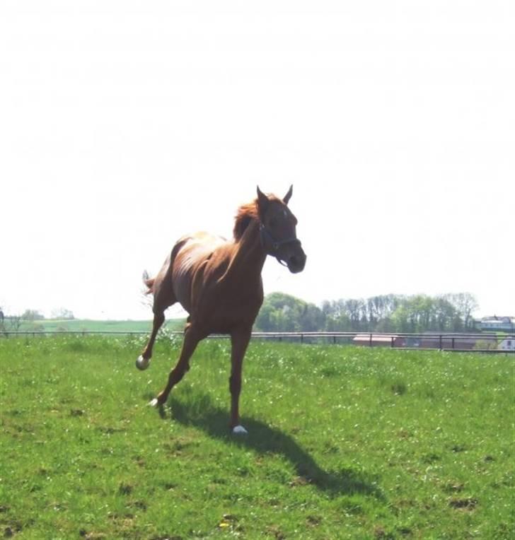 Fuldblod (XX) action time (Flyttet) billede 8