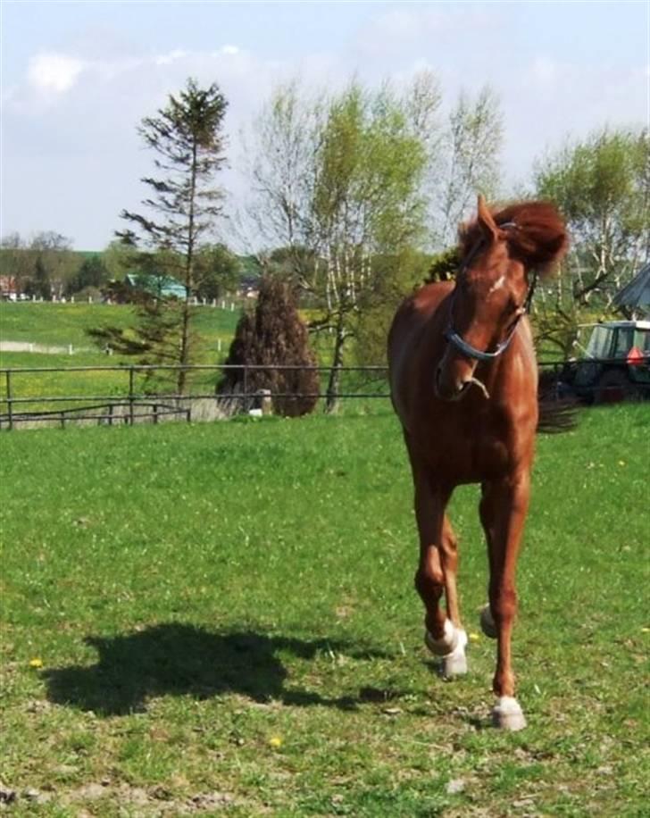 Fuldblod (XX) action time (Flyttet) billede 9