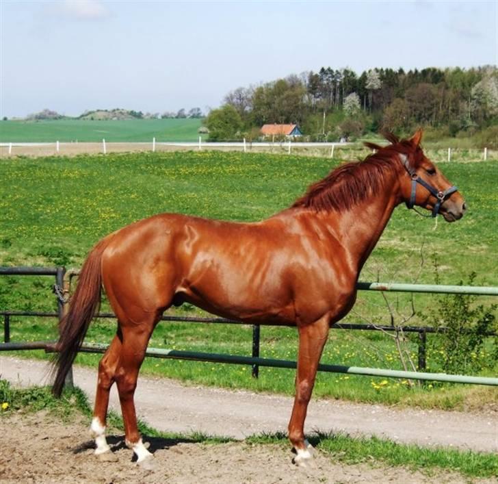 Fuldblod (XX) action time (Flyttet) billede 10