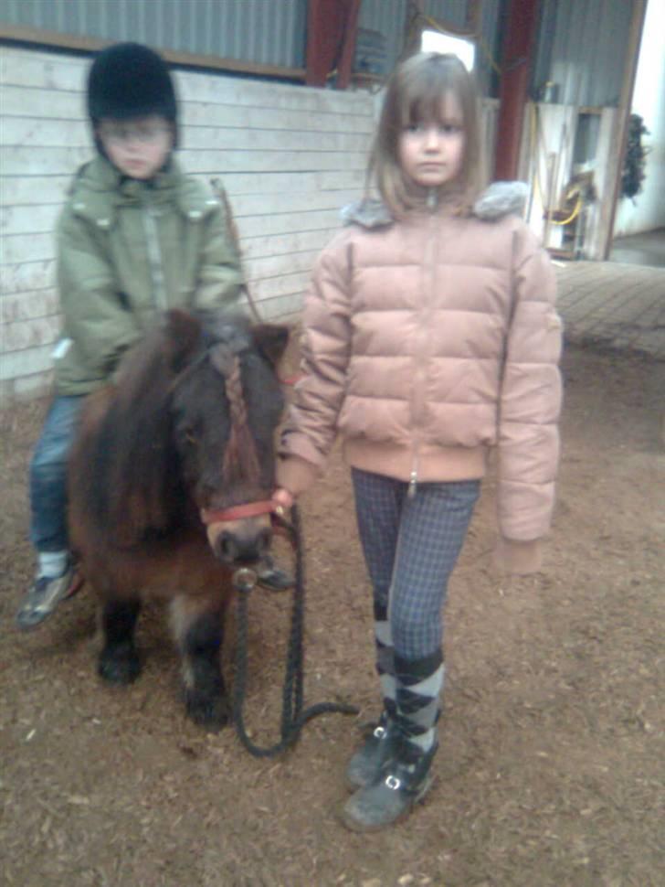 Shetlænder Felix (solt): ( billede 11