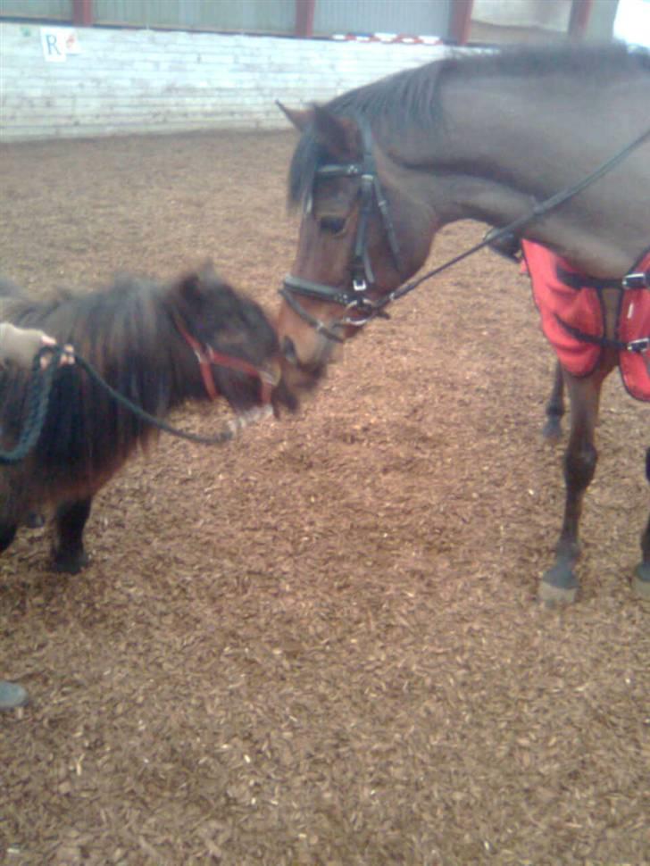 Shetlænder Felix (solt): ( billede 12