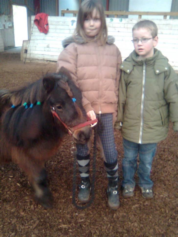 Shetlænder Felix (solt): ( billede 13