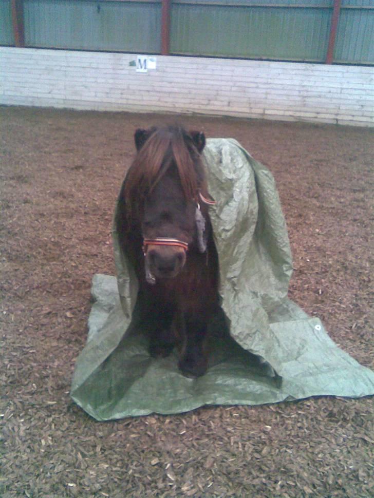 Shetlænder Felix (solt): ( billede 14