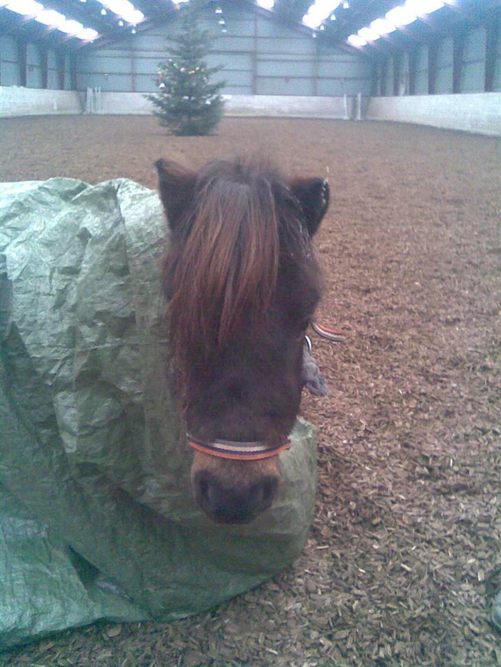 Shetlænder Felix (solt): ( billede 15