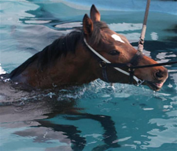 Fuldblod (XX) action time (Flyttet) billede 11