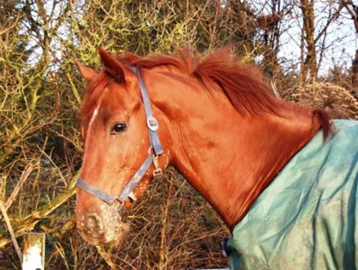 Fuldblod (XX) action time (Flyttet) billede 12