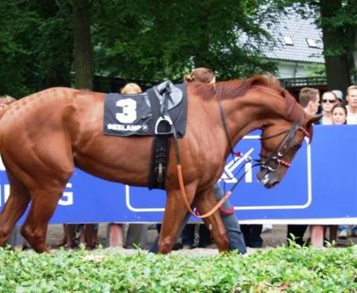 Fuldblod (XX) action time (Flyttet) billede 13