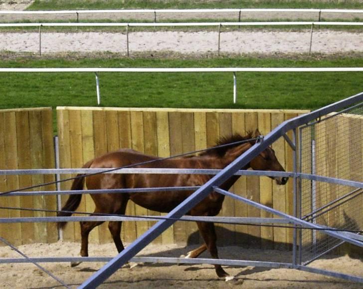 Fuldblod (XX) action time (Flyttet) billede 14