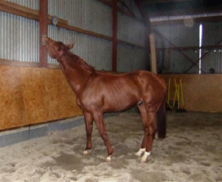 Fuldblod (XX) action time (Flyttet) billede 16