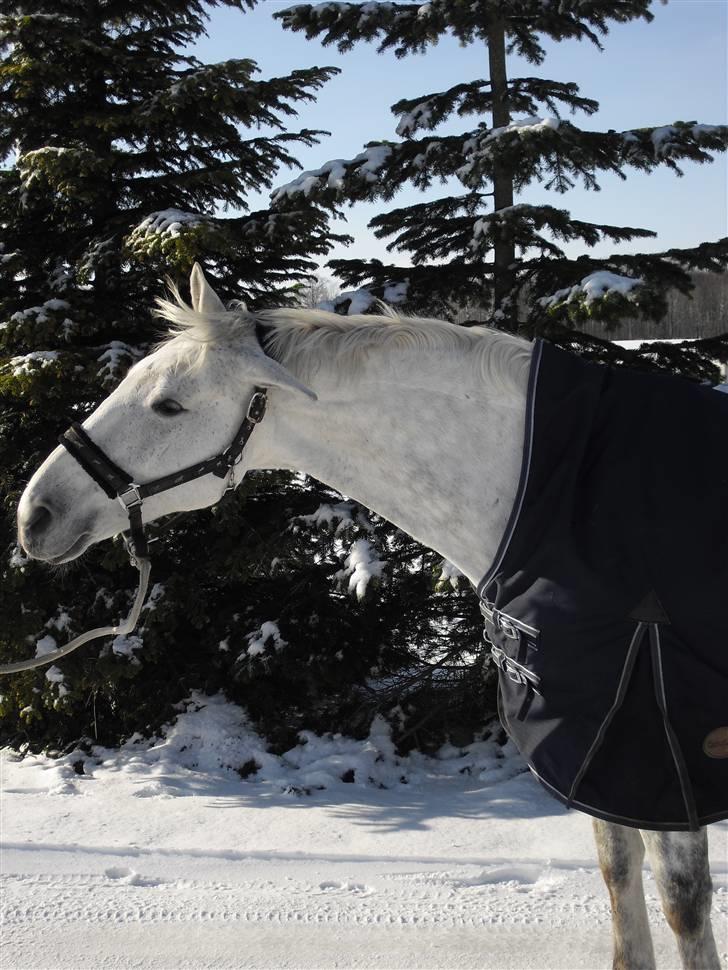 Anden særlig race Star Light Silver - Solgt billede 12