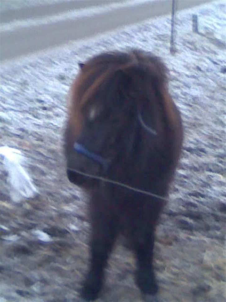 Shetlænder Molly billede 2