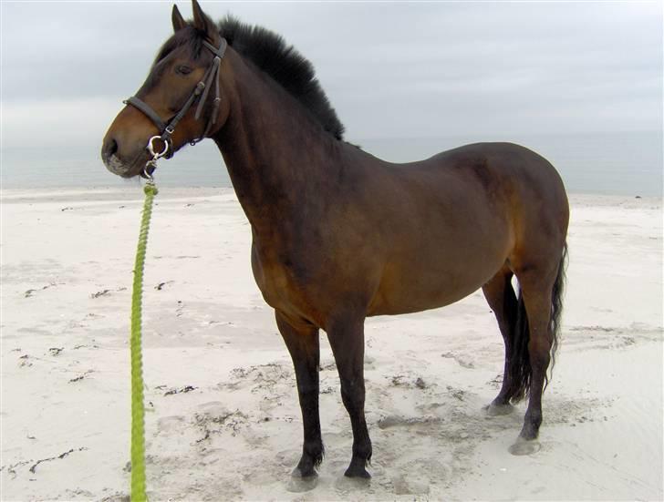 New Forest Pan (Panse Mandse) - Smukke Panse <3 billede 1