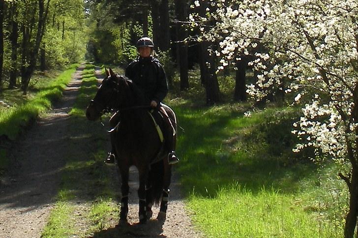 New Forest Pan (Panse Mandse) - 17.5.2010, min mor og Pan i skoven. billede 2