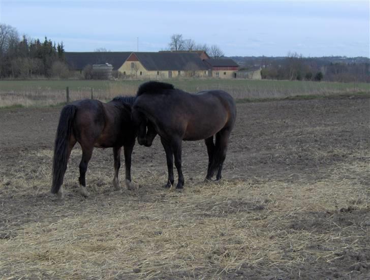 New Forest Pan (Panse Mandse) - Pan´s første kæreste (min søster´s tidligere pony) Boogie. billede 4