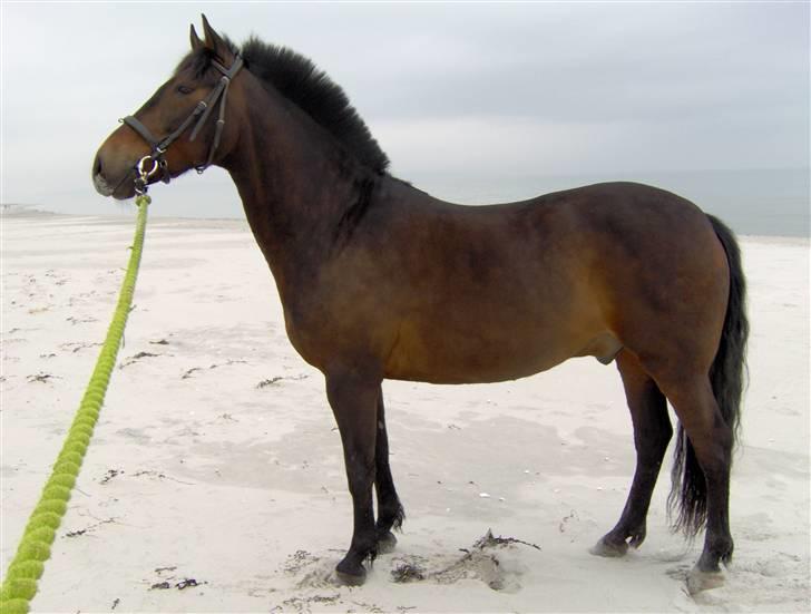 New Forest Pan (Panse Mandse) - Skønne dreng (-: billede 5