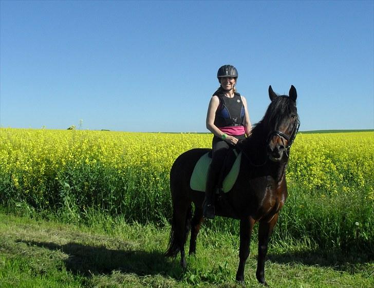 New Forest Pan (Panse Mandse) - Smukke Panse <3 billede 7