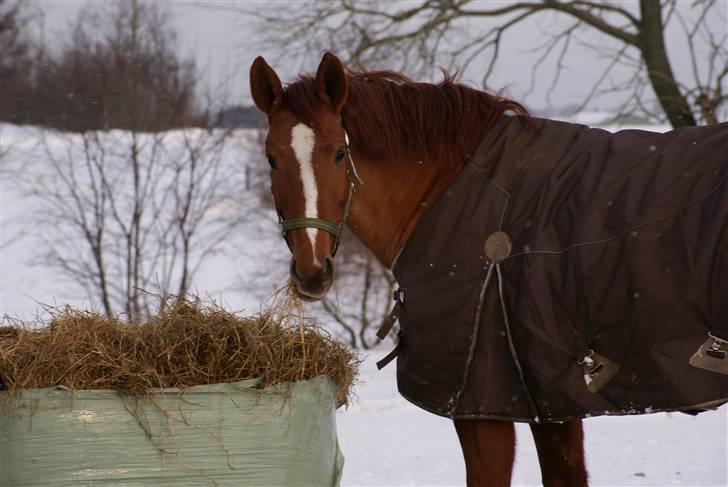 Anden særlig race Red Alert SOLGT :'/ - SMUKKE <33333333 billede 12