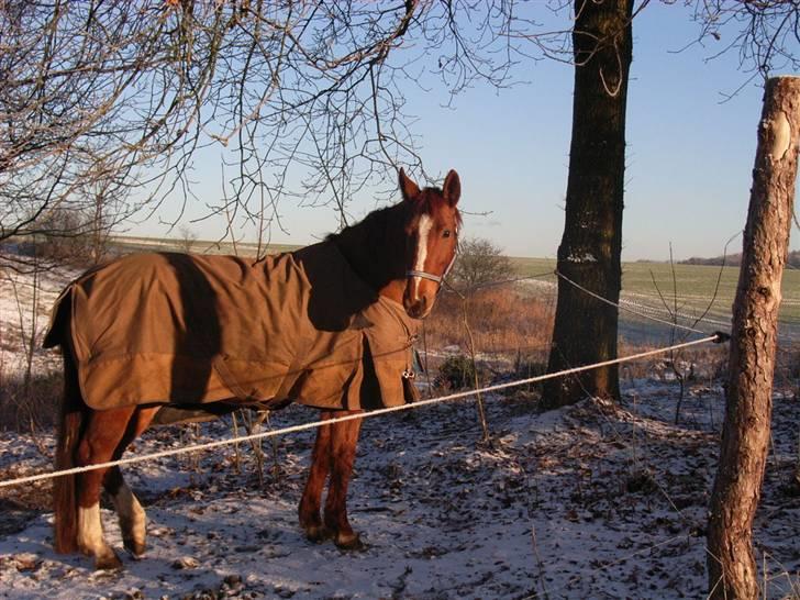 Anden særlig race Red Alert SOLGT :'/ - Red har en personlighed, en vilje og et hjerte som ingen andre! billede 13