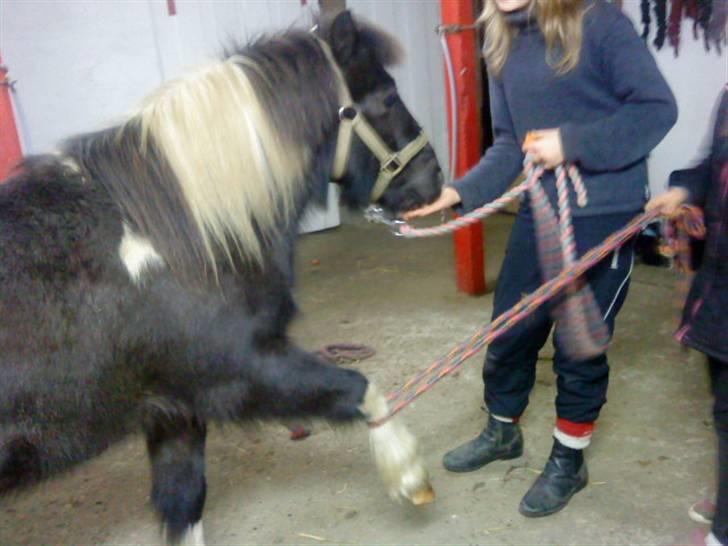 Anden særlig race kosmo R.I.P:( - her er vi ved at lære kosmo at løfte ben på kommando :)  billede 18