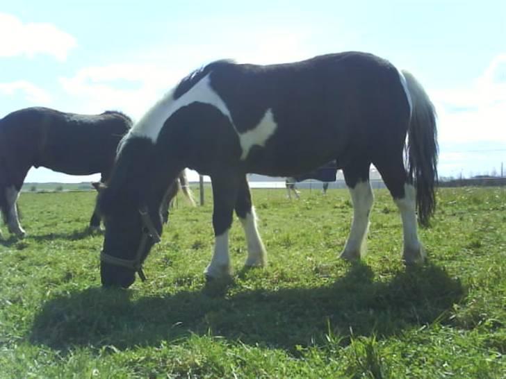 Anden særlig race kosmo R.I.P:( - på sommergræs :) billede 19