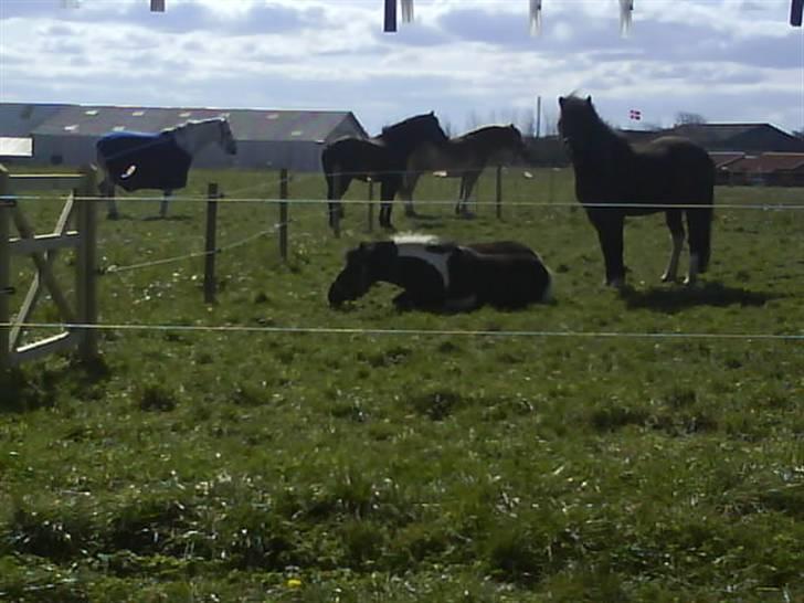 Anden særlig race kosmo R.I.P:( - når man er træt,, så er man træt :P <3 billede 20