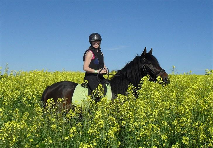 New Forest Pan (Panse Mandse) - En tur i rapsen 12.6.10 billede 8