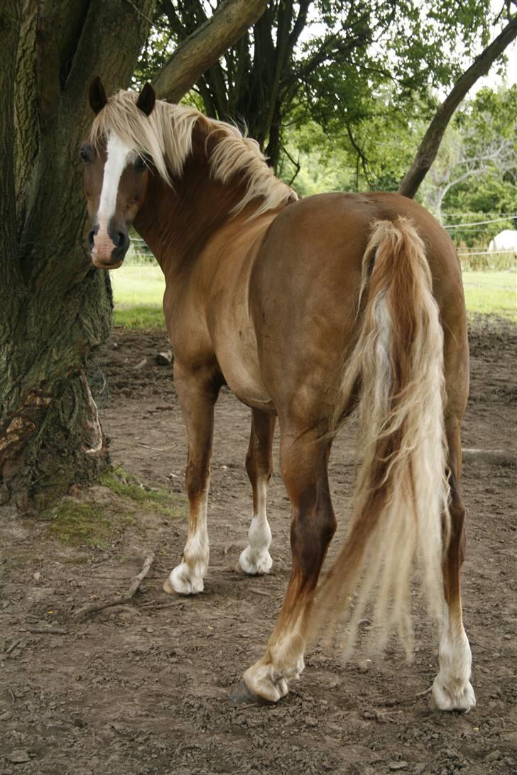 Welsh Cob (sec D) Mondetgården's Vivaldi  - #1 Hej Tante! Den pony kan man bare ikke stå for! 20/7-2009 Fuld Copyright til HC-photo (mig) billede 1