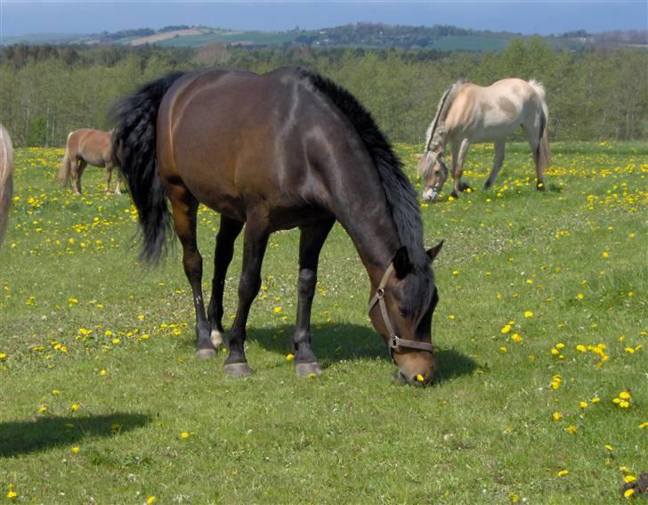 New Forest Pan (Panse Mandse) - Mmmm! Dejligt græs :-) billede 9