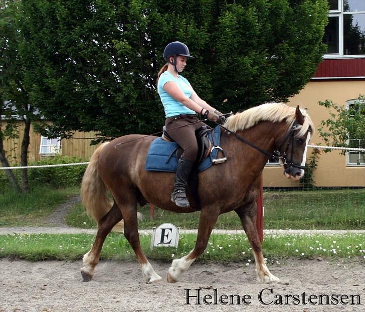 Welsh Cob (sec D) Mondetgården's Vivaldi  - #2 Dressur-træning. Han var bare en stjerne !! 17/7-2010 Fotograf: Natascha billede 2
