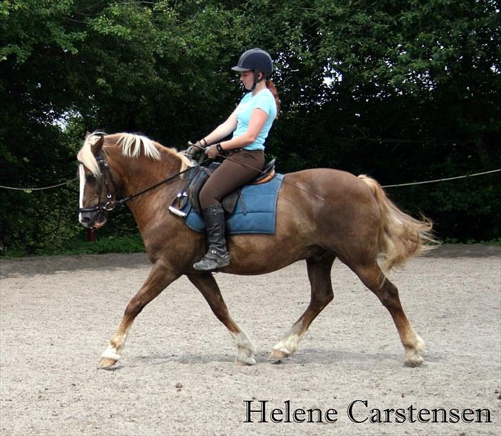 Welsh Cob (sec D) Mondetgården's Vivaldi  - #3 Dressur-træning. 17/7-2010 Fotograf: Natascha billede 3