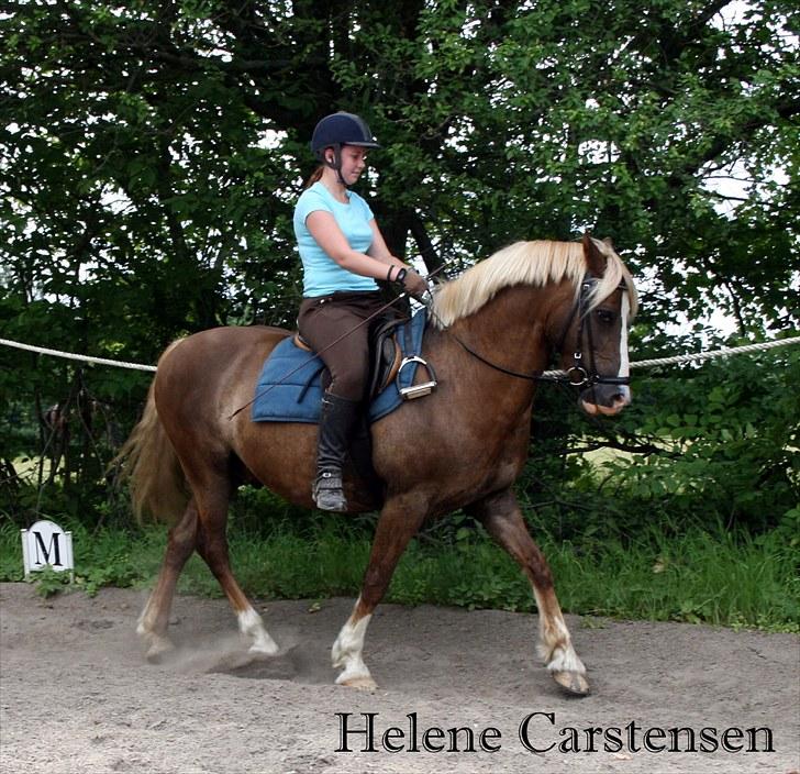 Welsh Cob (sec D) Mondetgården's Vivaldi  - #4 Dressur-træning - læg lige mærke til hvor løs den tøjle den er :-D 17/7-2010 Fotograf: Natascha billede 4