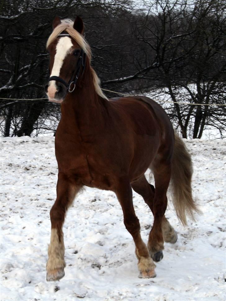 Welsh Cob (sec D) Mondetgården's Vivaldi  - #5 Hvor lækker har man lov til at være? 20/12-2009 Fotograf: HC-photo (mig) billede 5
