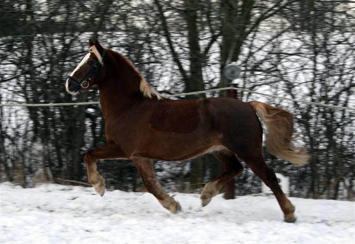 Welsh Cob (sec D) Mondetgården's Vivaldi  - #6 Sceisse den pony kan trave!!! :-O 20/12-2009 Fotograf: HC-photo (mig) billede 6