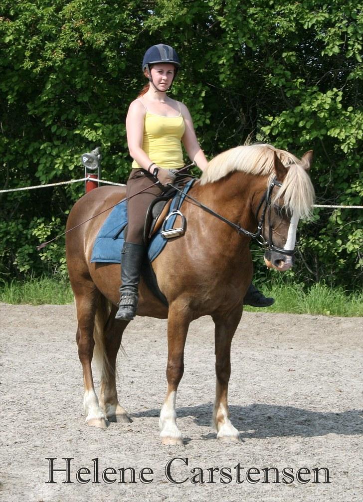 Welsh Cob (sec D) Mondetgården's Vivaldi  - #7 Fiiiin parade :-D Mig og Villy Fotograf: Daniel billede 7