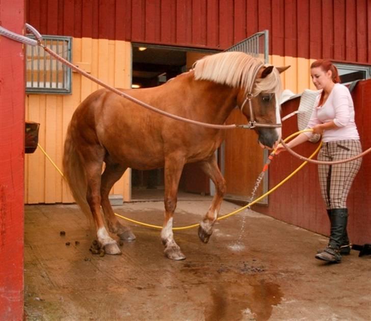 Welsh Cob (sec D) Mondetgården's Vivaldi  - #8 Villy har nu lært at man godt kan komme i vandspiltov ALENE men vi lærer stadig og det er kun anden gang han står alene . MEGET STOLT 29/7-2009 Fotograf: Cille Raahauge billede 8